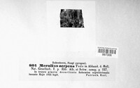 Crystallicutis serpens image